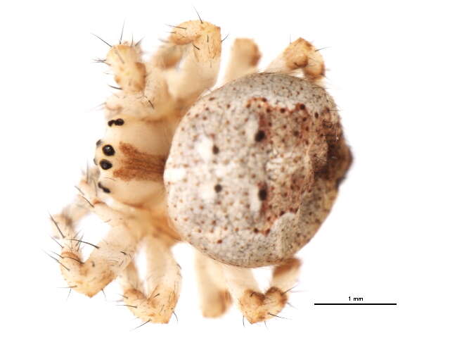 Image of Araneus groenlandicola (Strand 1906)