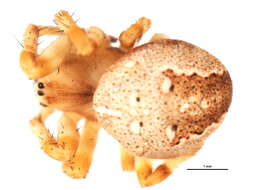 Image of Araneus groenlandicola (Strand 1906)