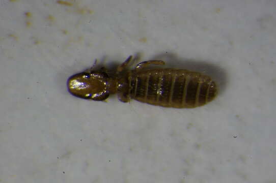 Image of sucking louse