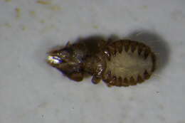 Image of sucking louse