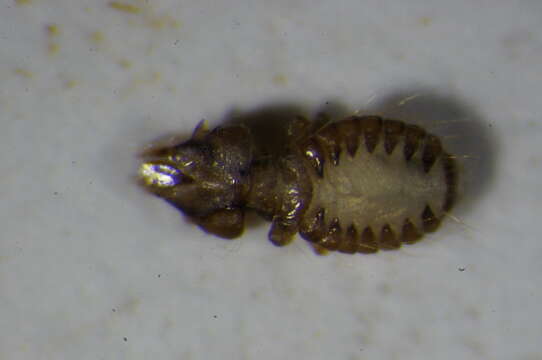 Image of sucking louse