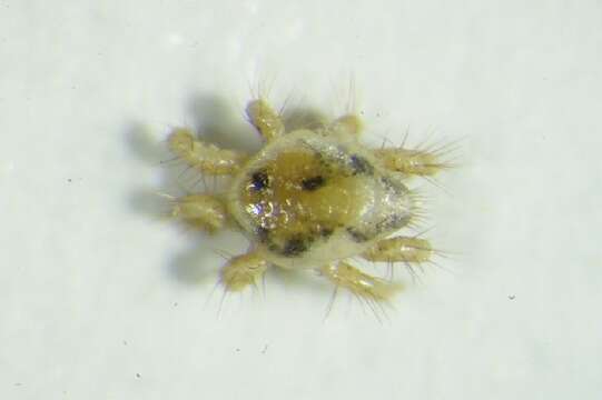 Image of Argasidae