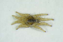 Image of softbacked ticks