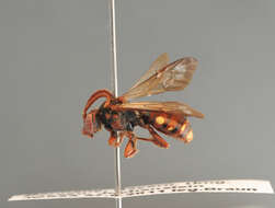 Nomada striata Fabricius 1793的圖片