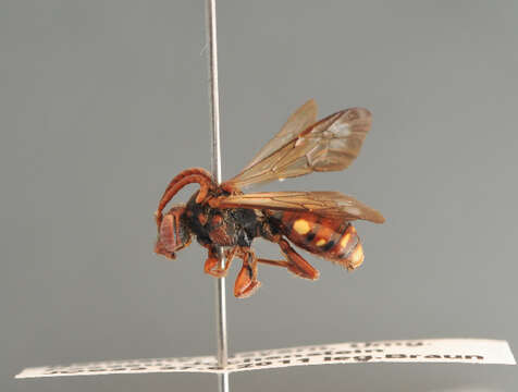 Image of Nomada striata Fabricius 1793