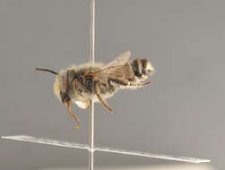 Image of megachile dorsalis