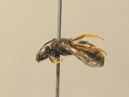 Image of Lasioglossum albipes (Fabricius 1781)