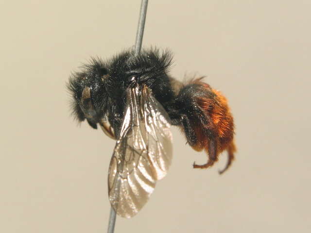 Image of Osmia bicolor (Schrank 1781)