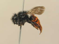 Image of Osmia bicolor (Schrank 1781)