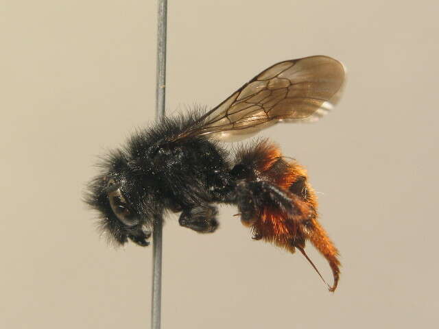 Image of Osmia bicolor (Schrank 1781)