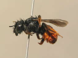 Image of Osmia bicolor (Schrank 1781)