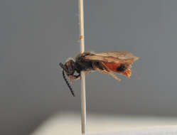 صورة Sphecodes hyalinatus Hagens 1882