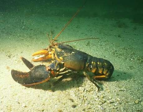 Image of American Lobster