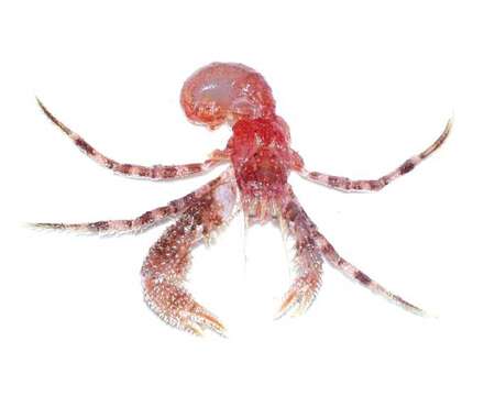 Image of hermit crabs