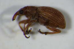 Image of Apion haematodes