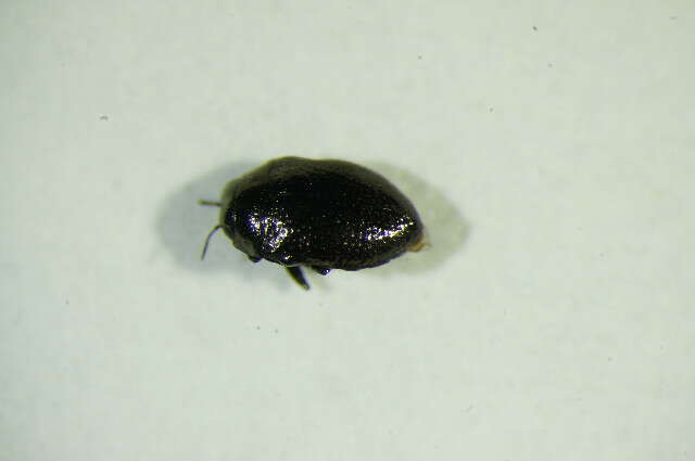 Image of Buprestoidea