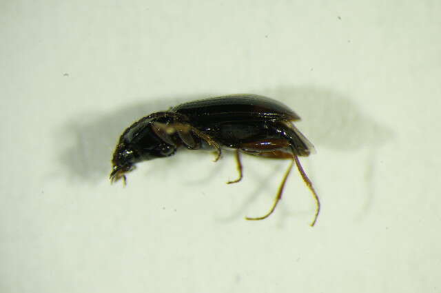 Imagem de Bembidion (Philochthus) biguttatum (Fabricius 1779)