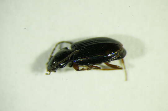 Imagem de Bembidion (Philochthus) biguttatum (Fabricius 1779)