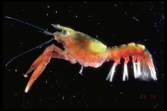 Image of American Lobster