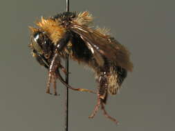 Image of Northern Yellow Bumble Bee