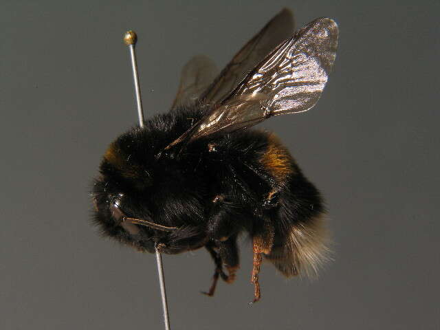 Image of Buff-tailed bumblebee