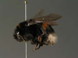 Image of Buff-tailed bumblebee