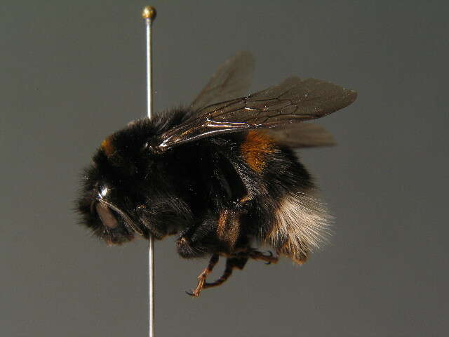 Image of Buff-tailed bumblebee