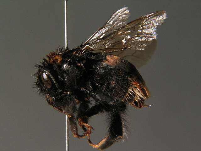 Image of Buff-tailed bumblebee