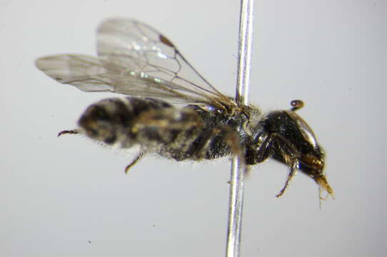 Lasioglossum punctatissimum (Schenck 1853)的圖片