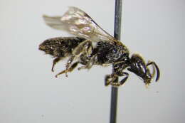 Lasioglossum punctatissimum (Schenck 1853)的圖片