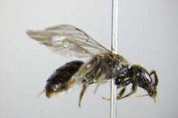 Lasioglossum punctatissimum (Schenck 1853)的圖片