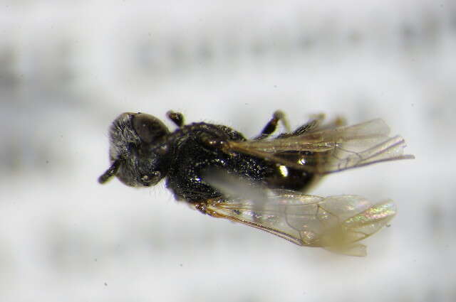 Слика од Sphecodes puncticeps Thomson 1870