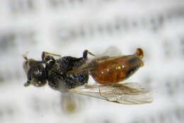 Слика од Sphecodes puncticeps Thomson 1870