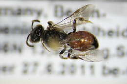 Sphecodes miniatus Hagens 1882 resmi