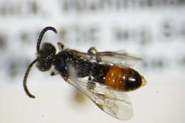 Image of Sphecodes miniatus Hagens 1882