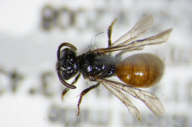 Image of Sphecodes niger Hagens 1874