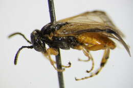 Image of <i>Athalia bicolor</i>