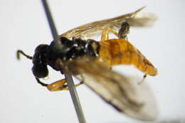 Image of <i>Athalia bicolor</i>