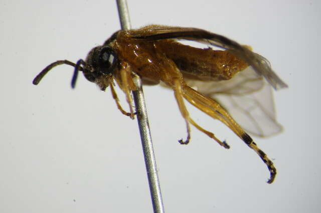 Image of <i>Athalia circularis</i>