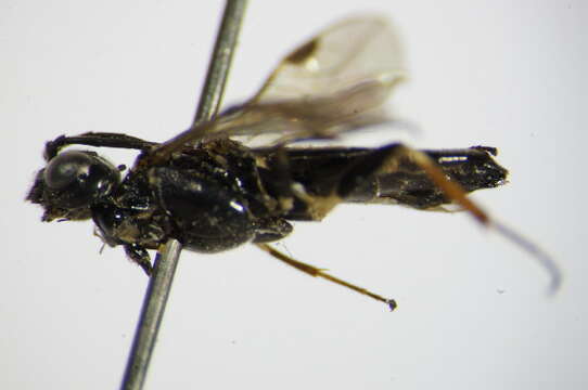 Image of Curled rose sawfly