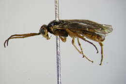 Image of Nematus miliaris