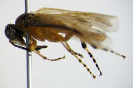 Image of Beet Sawfly