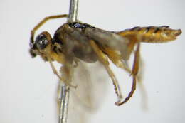 Image of Nematus miliaris