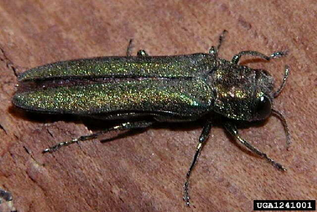 Image of Emerald ash borer