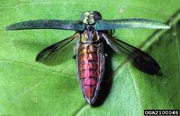 Image of Emerald ash borer