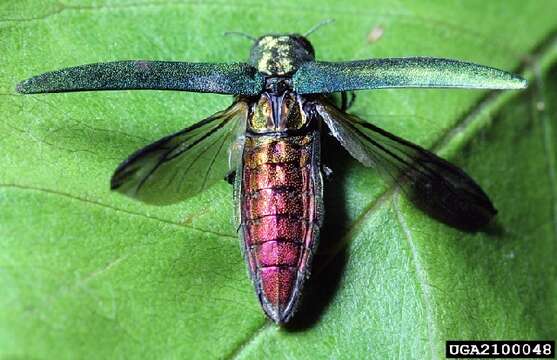 Image of Emerald ash borer