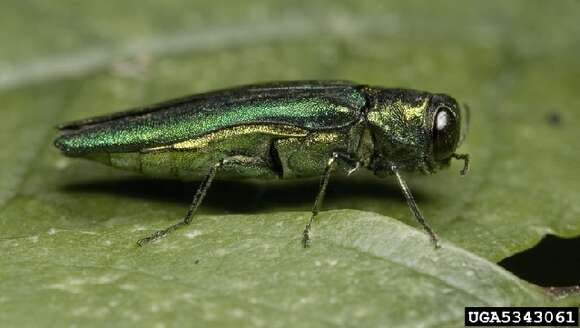 Image of Emerald ash borer