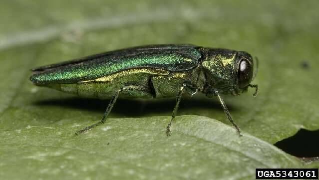 Image of Emerald ash borer