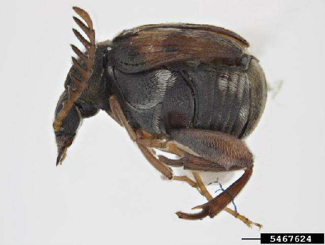 Image of Southern Cowpea Weevil