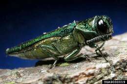 Image of Emerald ash borer